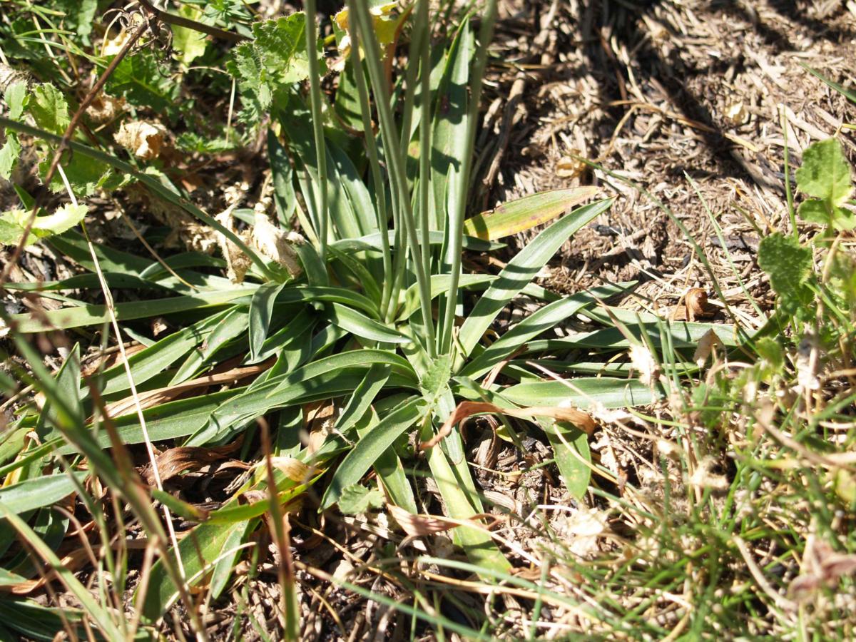 Thrift, Jersey leaf